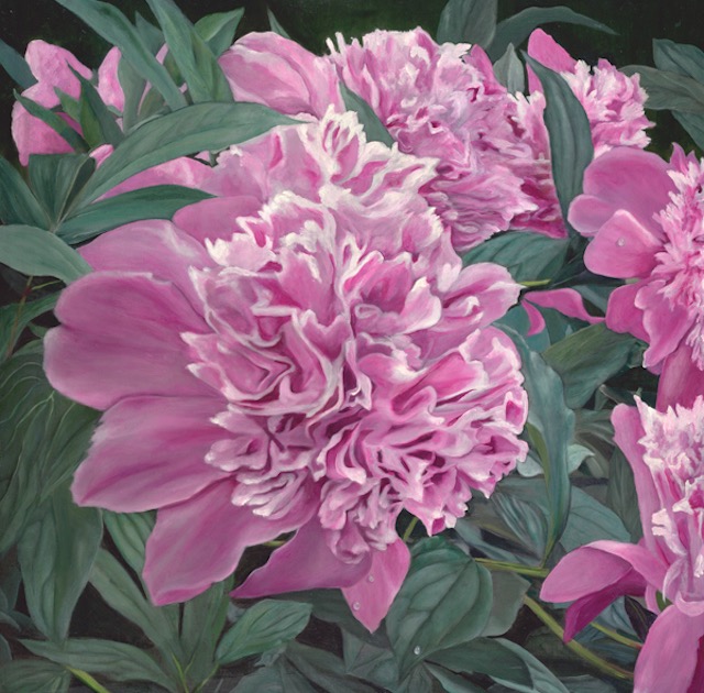 Sue's Peonies